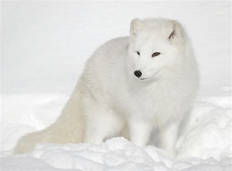 Winter Fur Coat Arctic White Fox Photograph By Athena Mckinzie Fine