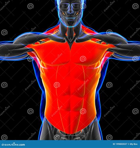 Torso Muscle Anatomy For Medical Concept 3d Illustration Stock