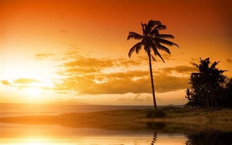 Beach Palm Trees Sunset Wallpapers Hd Desktop And