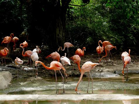 Flamingos Free Stock Photo Public Domain Pictures