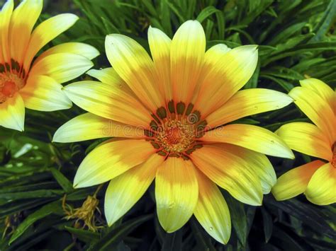 Yellow Flower Gazania Harsh Close U Stock Image Image Of Decorative