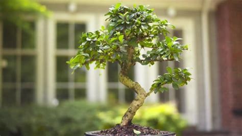 We did not find results for: Bonsai Gift » 1800flowers » 1-800-FLOWERS.COM