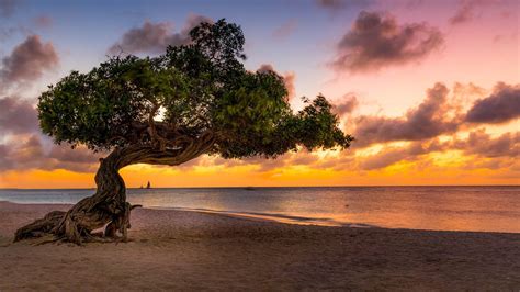 Wallpaper Lonely Tree Beach Sands Sea Sunset 1920x1080