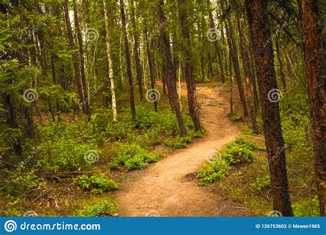 Forest Pathway Stock Photo Image Of Forest Stretches 126753602