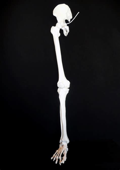 Anatomical Human Skeletal Leg Model Joints Products Medical Models