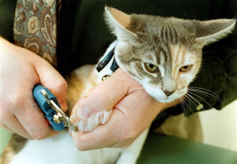 Benefits Of Not Declawing Cats Cat Meme Stock Pictures And Photos