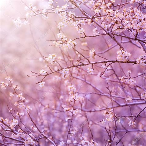 Cherry Tree Blossom — Stock Photo © Annaom 23115884