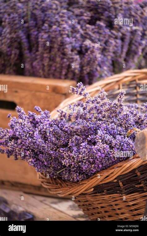 Sault Lavender Hi Res Stock Photography And Images Alamy