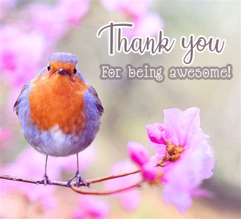 Thank You For Being Awesome Cute Bird Free For Everyone Ecards 123