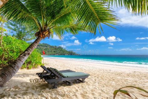 Beach Chairs Under A Palm Tree On Tropical Beach Stock Photo Image