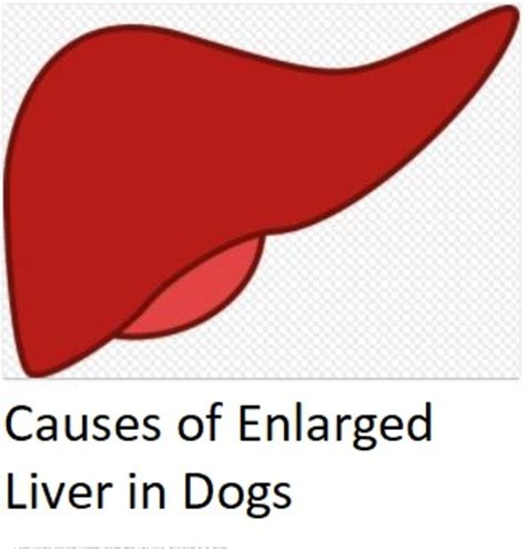 Causes Of Enlarged Liver In Dogs Dog Discoveries