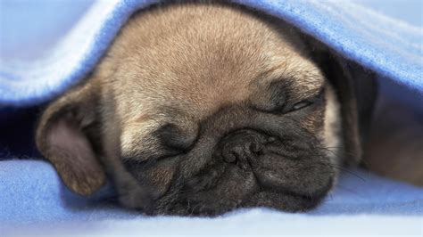 Wallpaper Puppy Dog Sleep Blanket Desktop Wallpaper Animals