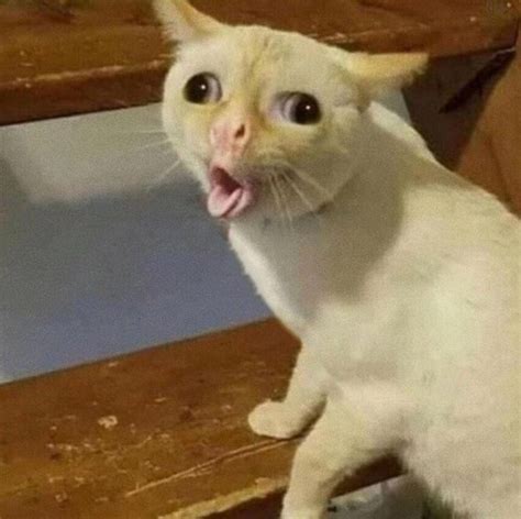 Create Meme Coughing Cat Hey Cat Meme Cat Coughing Cat Meme