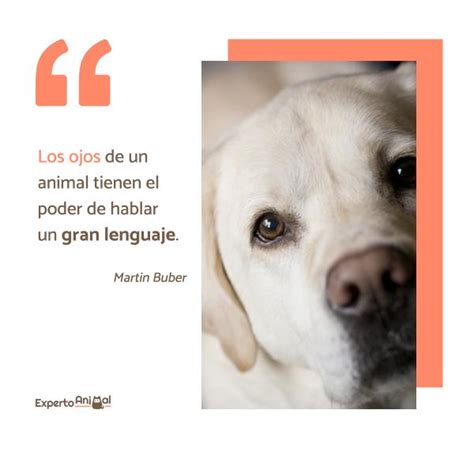 100 Frases De Animales Para Reflexionar Cortas Bonitas Y Graciosas