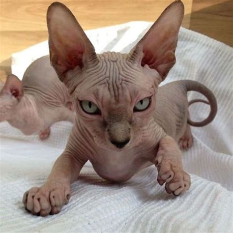 50 Best Sphynx Cat Names The Paws