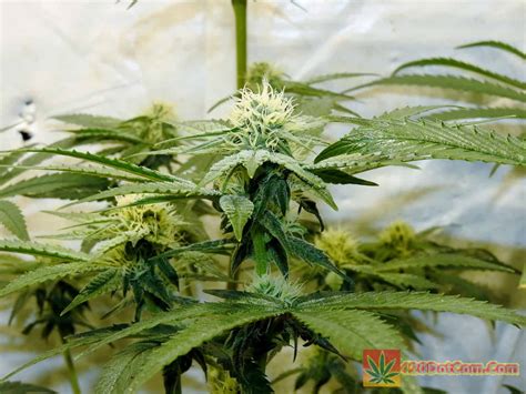 The schwazzing technique, also called simply schwazze, is a rather extreme means of trimming fan leaves during the flowering stage. Bruce Banner Seeds - Bruce Banner Strain Grow - How To ...