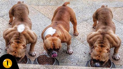 These Are 10 Most Muscular Dog Breeds In The World Youtube