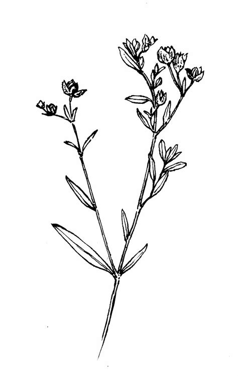 Wildflower Clipart Black And White 20 Free Cliparts Download Images