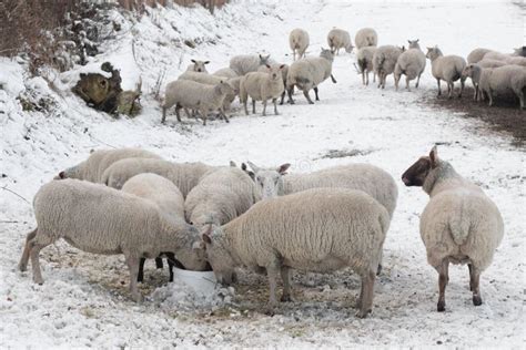 Sheep Eating In Snow Covered Landscape Stock Photo Image Of Rural