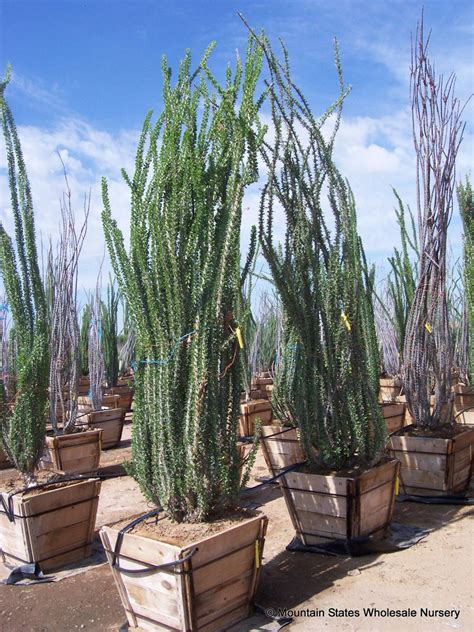 Fouquieria Splendens Ocotillo Zone 8 H 15 20 S 5 10 Cacti And