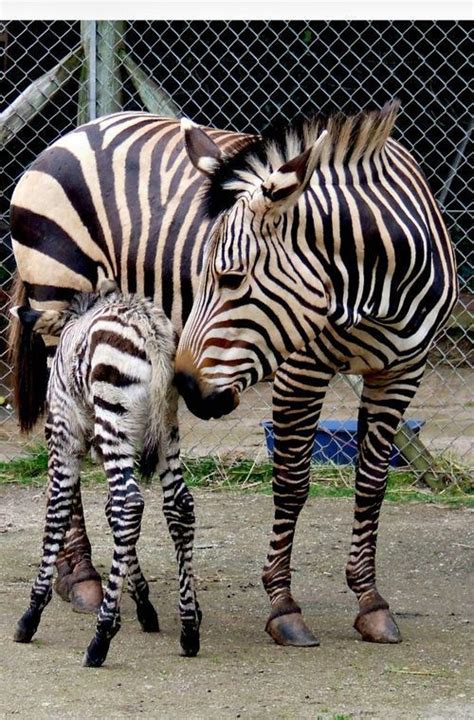 Attack Of The Cute Zebra Baby Zebra Zebras