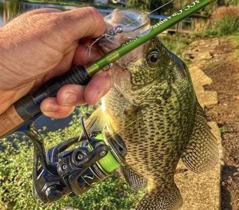 Best Crappie Spinning Reels 2022 Bass Tackle Lures