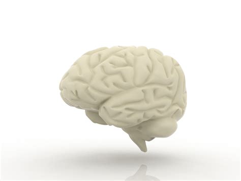 Human Brain Free 3d Models