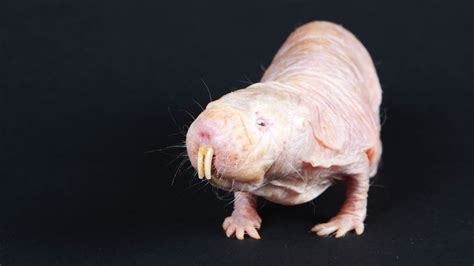 Once Thought Immune To Cancer Naked Mole Rats Found With Tumors — Nova