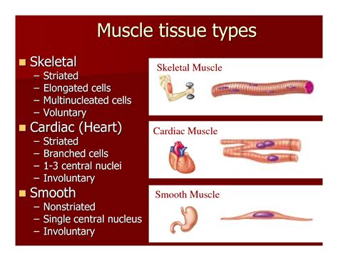 Muscle Cell Comparison Human Biology Pinterest Muscular System