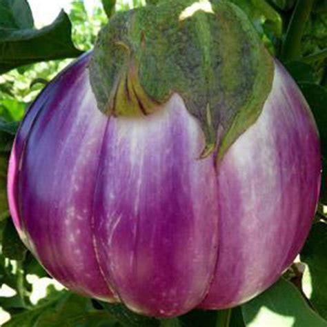 Long Purple Eggplant Seed 250 Mg 55 Seeds Heirloom Open