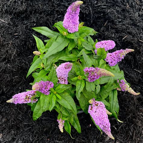 Pugster Amethyst Butterfly Bush 3 Gallon Container Lots Of Plants