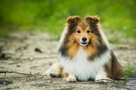 15 Smartest Dog Breeds Petdt