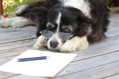 We Chat With A Dog About Letter Writing Week