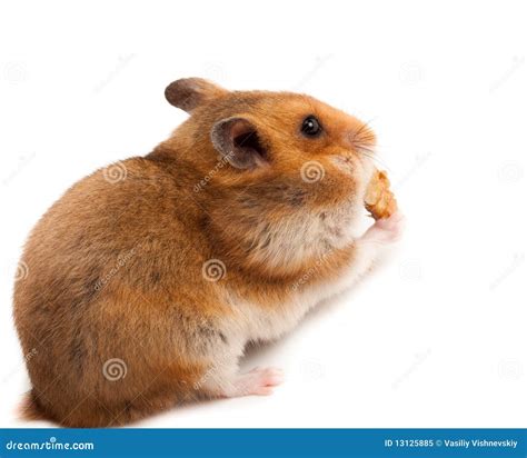 Syrische Hamster Goldhamster Auratus Mesocricetus Stock Afbeelding