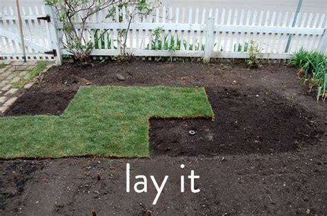 After you lay sod down, it will take about 2 to 3 weeks for it to set and grow to this height. How to Lay Sod at Home | Laying Sod 101The Art of Doing Stuff