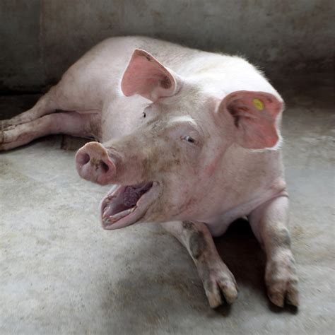 Scientists Can Now Decode Pigs Emotions From The Sound Of Their Grunts