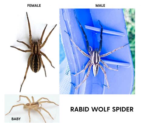 Wolf Spider A Quick Overview About Wolf Spider