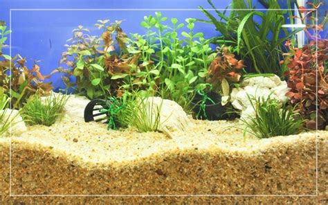 Deep Sand Bed No Water Change In Fish Tank
