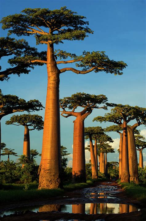 Baobab Adansonia Grandidieri Photograph By Andres Morya Hinojosa Pixels