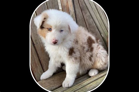 Purebred Aussies Australian Shepherd Puppies For Sale Born On 1002
