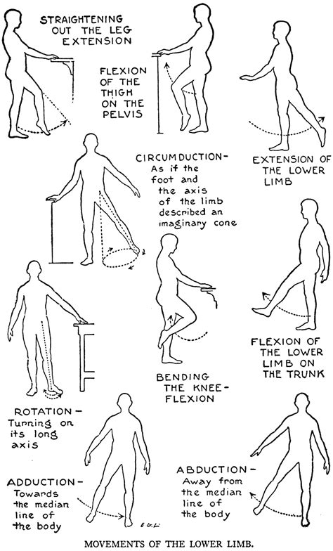 Rang Of Motion Lower Extremities Physical Therapy Exercises Human