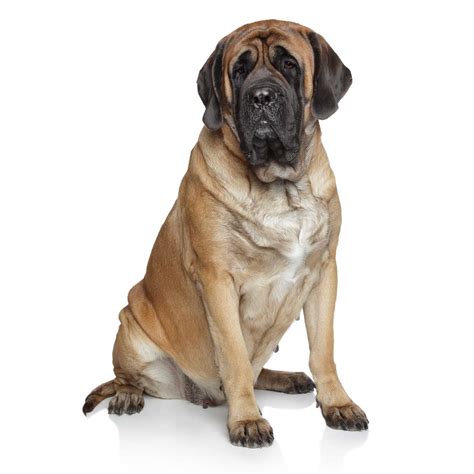 Will have deworming, vet checked, and first round of vaccines. Mastiff Dog Breed » Information, Pictures, & More