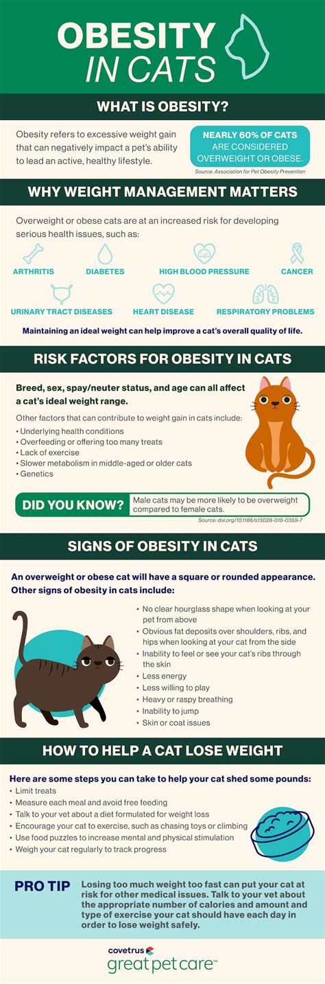 Is My Cat Overweight 7 Ways To Tell Great Pet Care