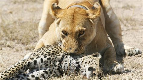 Top 10 Most Amazing Animal Attacks Compilation Wild Animals