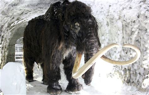 Initial Stage Reached On Dream Of Cloning Woolly Mammoth Expert