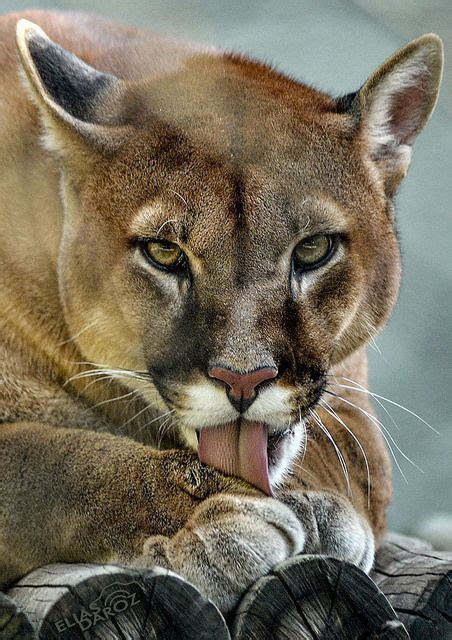 LION DES MONTAGNES PUMA Animaux Felins Pinterest Puma De La