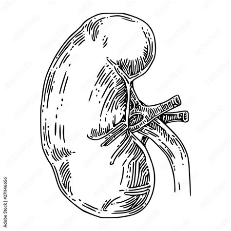 Human Anatomy Kidney Sketch Engraving Style Vector Illustration