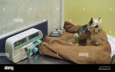 Dog With An Intravenous Infusion Drip In A Vet At The Clinic Dog With