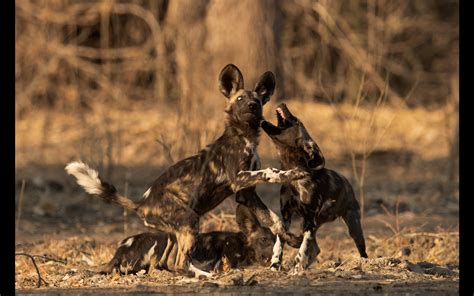 Painted Wolves A Wild Dogs Life Africa Geographic