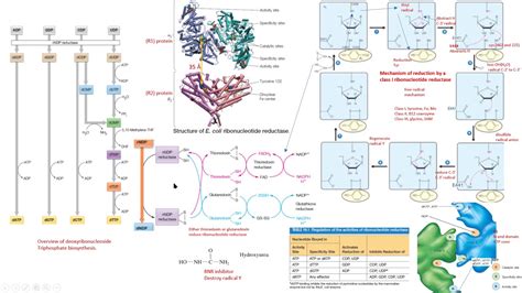 Ribonucleótido Reductasa Mecanismo Regulación Estructura Bioquímica